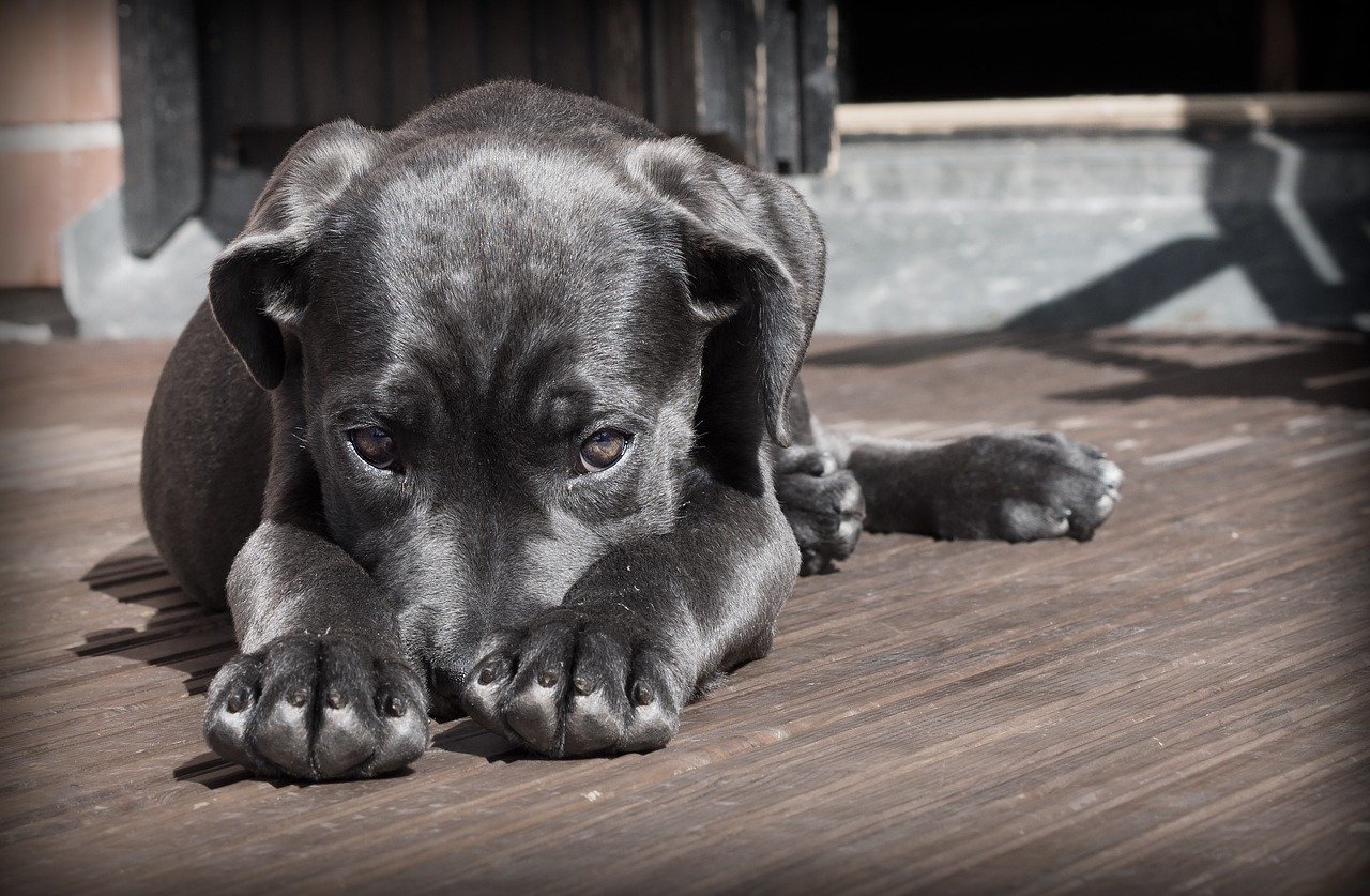 Breaking Trust: Inconsistent Discipline (image credits: pixabay)