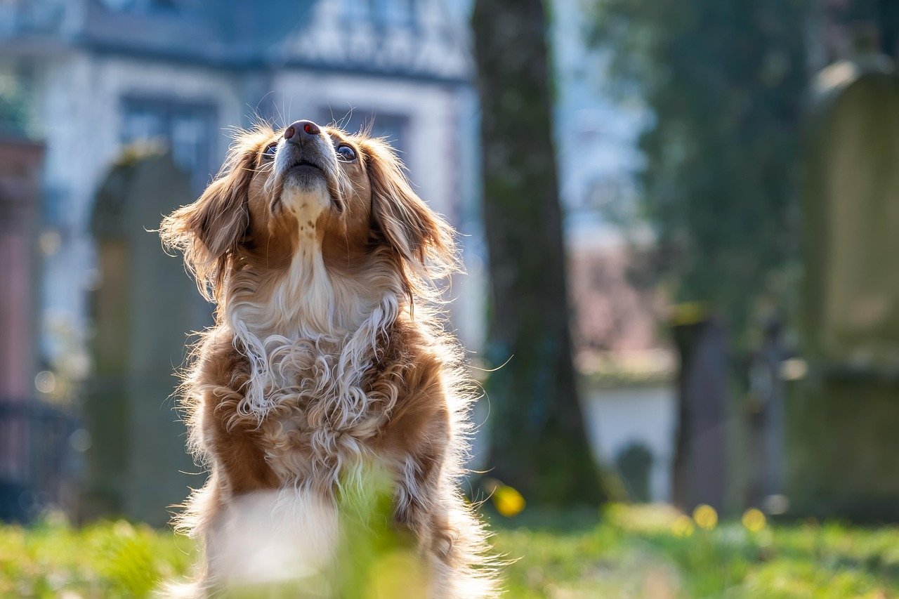 Ignoring Your Dog's Signals (image credits: pixabay)