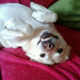 10 Human Habits That Build Trust With Your Dog and 5 That Break It