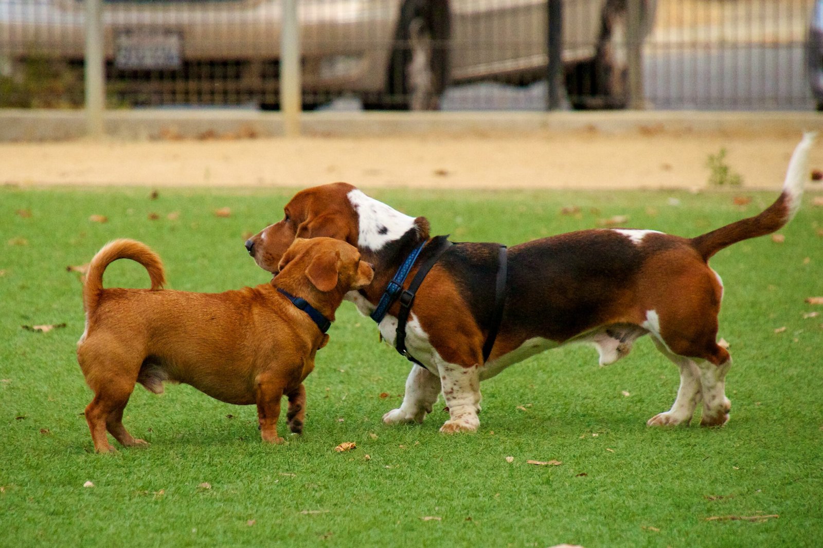 7. Social Connection (image credits: wikimedia)