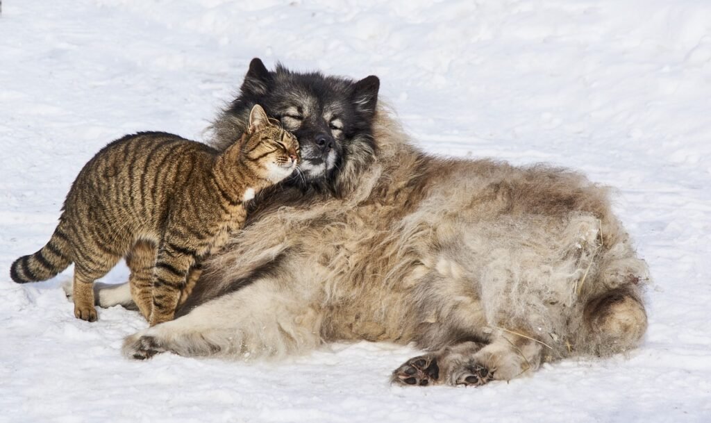 Why Dogs Usually Love Cuddles (But Cats are Touch Me Nots)