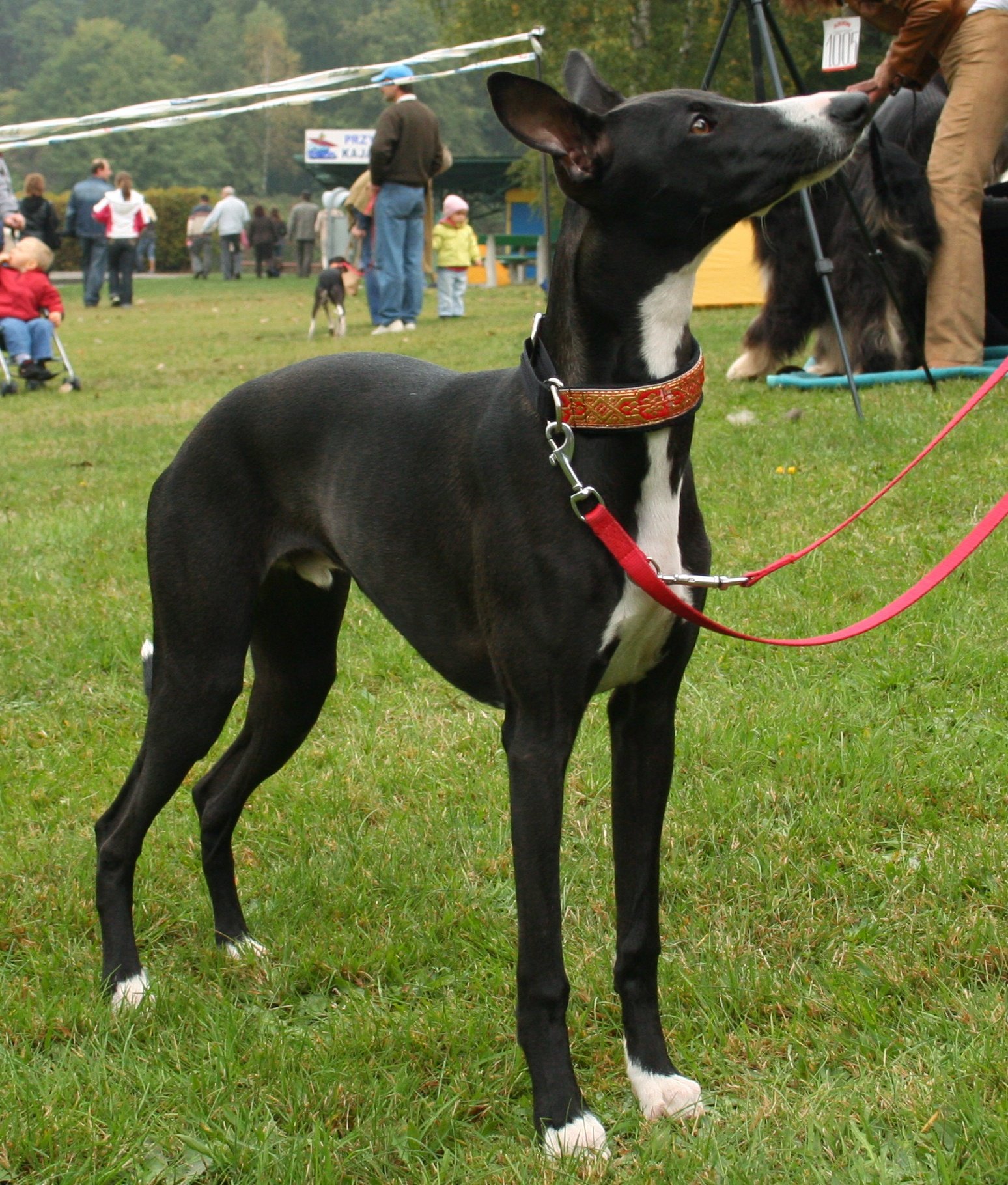 4. The Quiet Whippet (image credits: wikimedia)