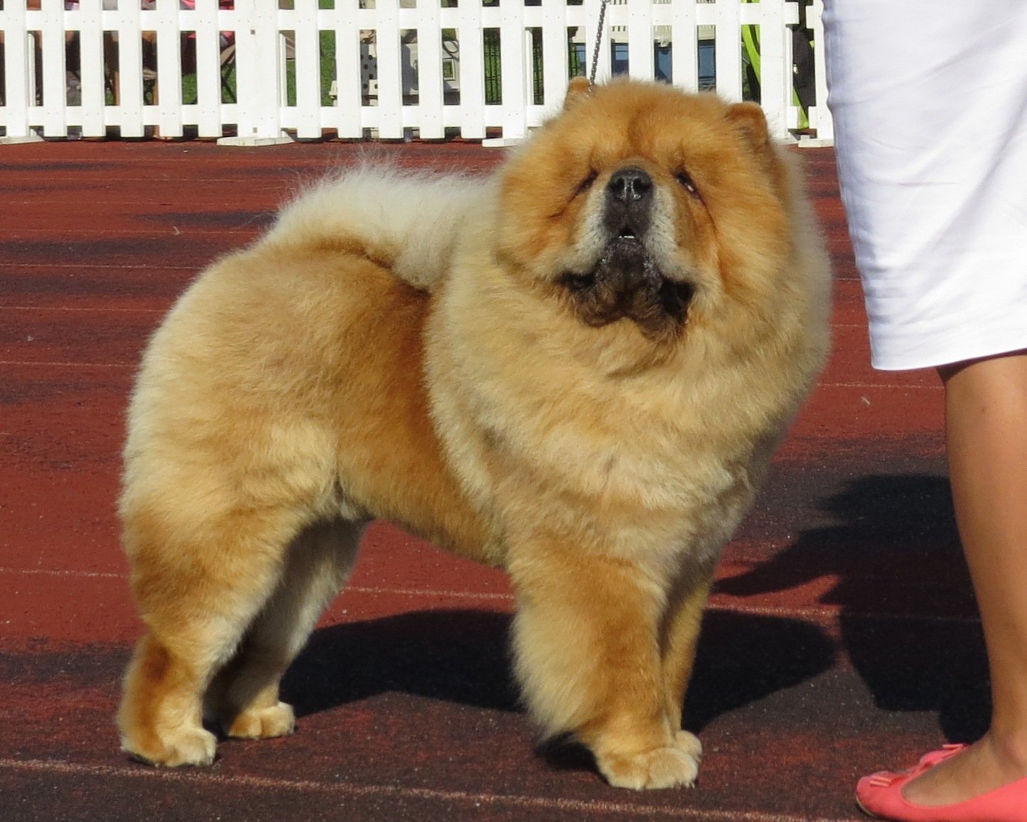 6. The Dignified Chow Chow (image credits: wikimedia)