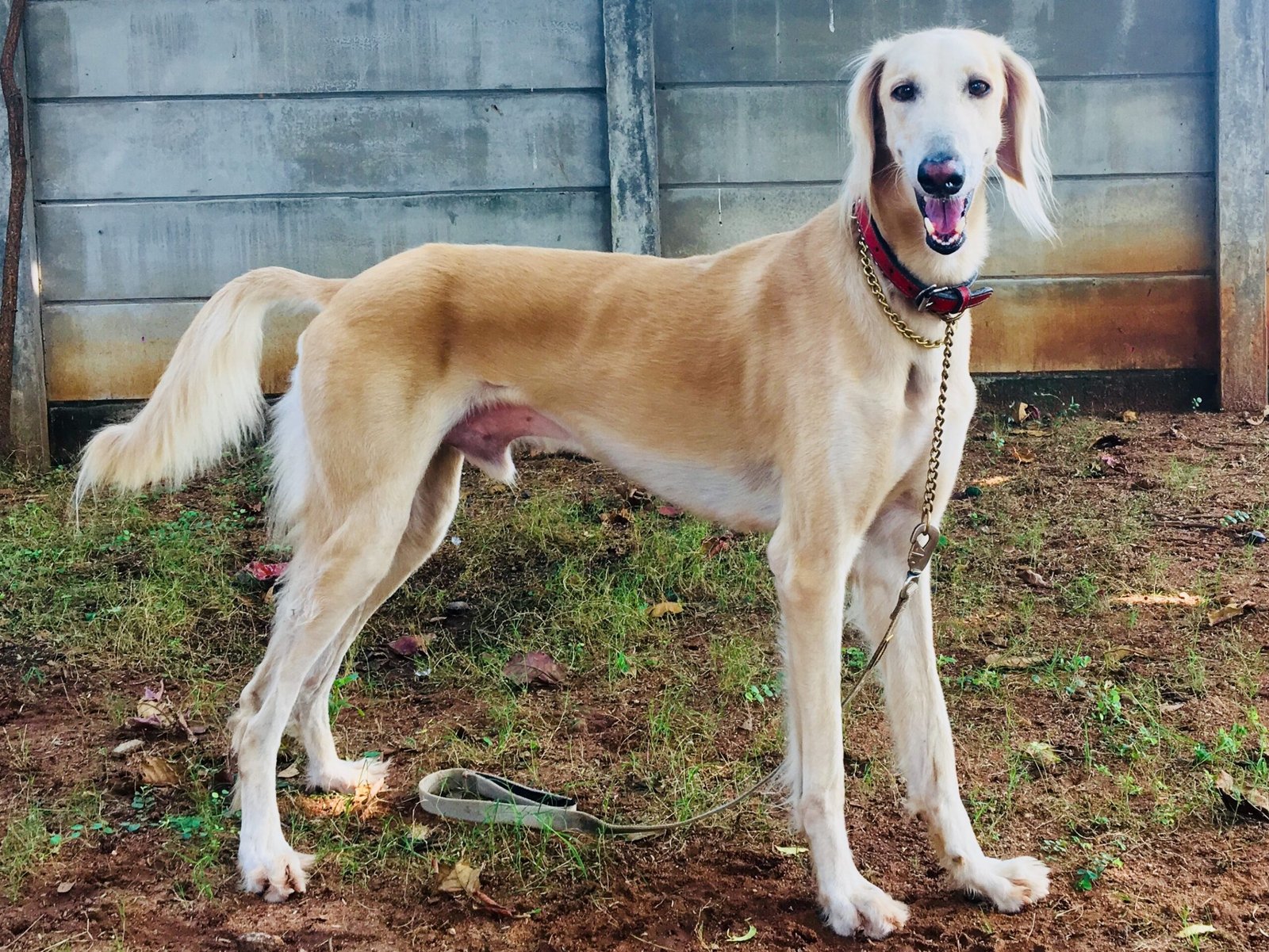 10. The Elegant and Aloof Saluki (image credits: wikimedia)