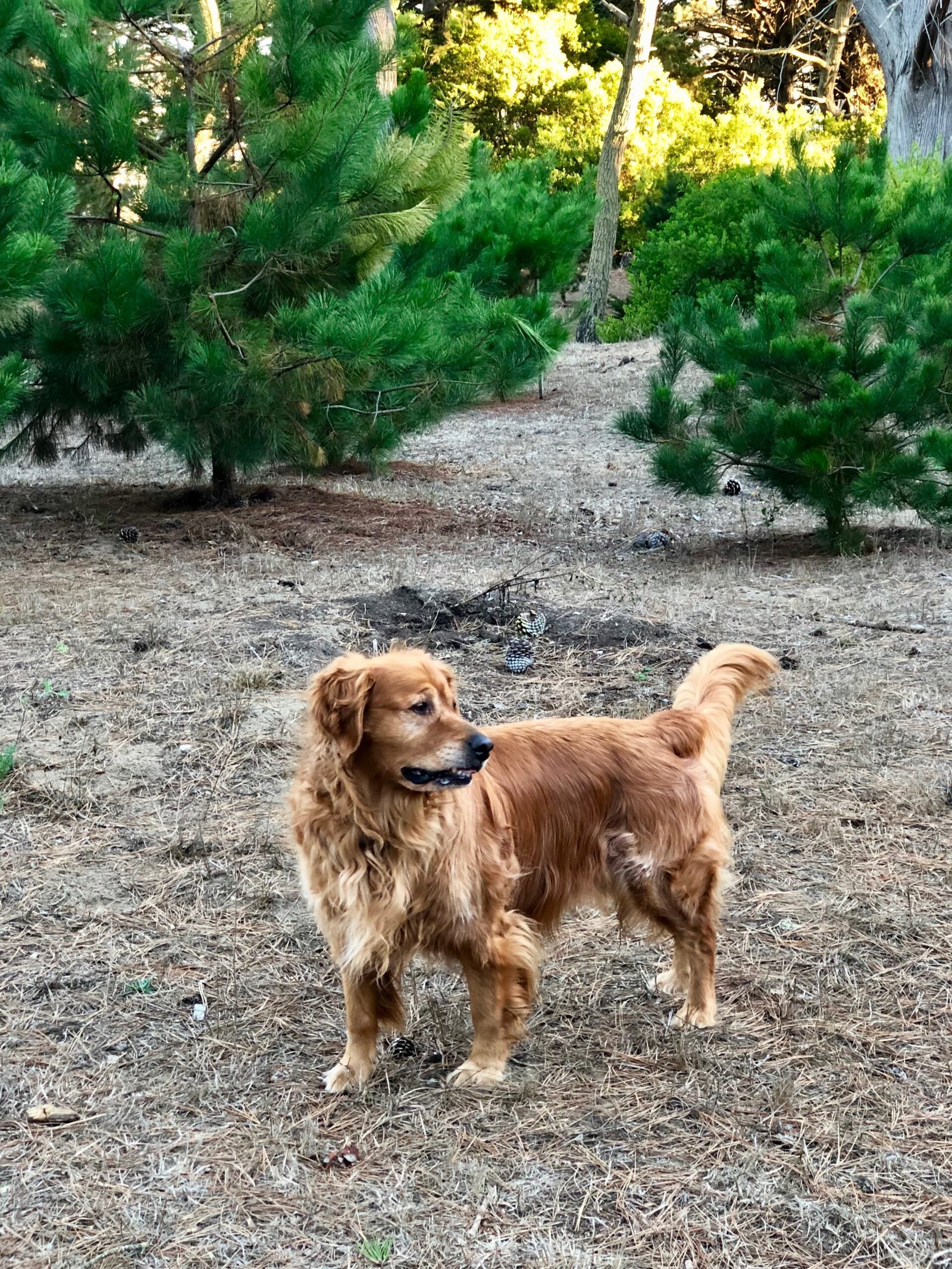 12. The Playful Golden Retriever (image credits: wikimedia)