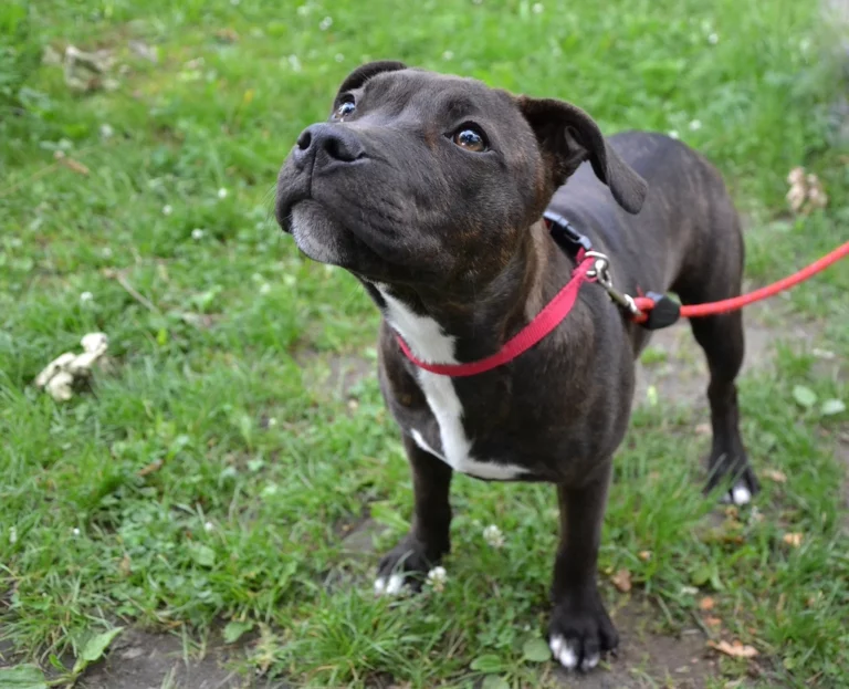 15 Ways Dogs Prove They’re More Than Just Pets