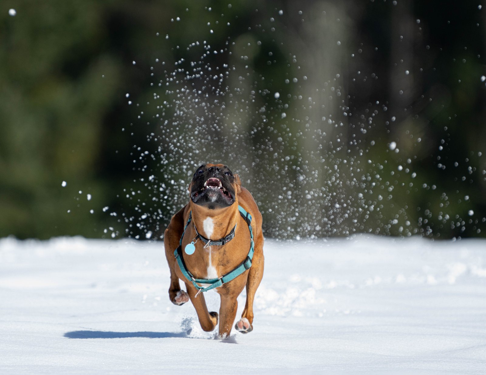 Boxer: The Playful Protector (image credits: wikimedia)