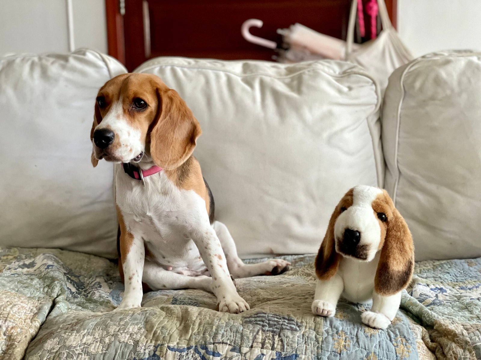 Beagle: The Curious Cuddler (image credits: wikimedia)