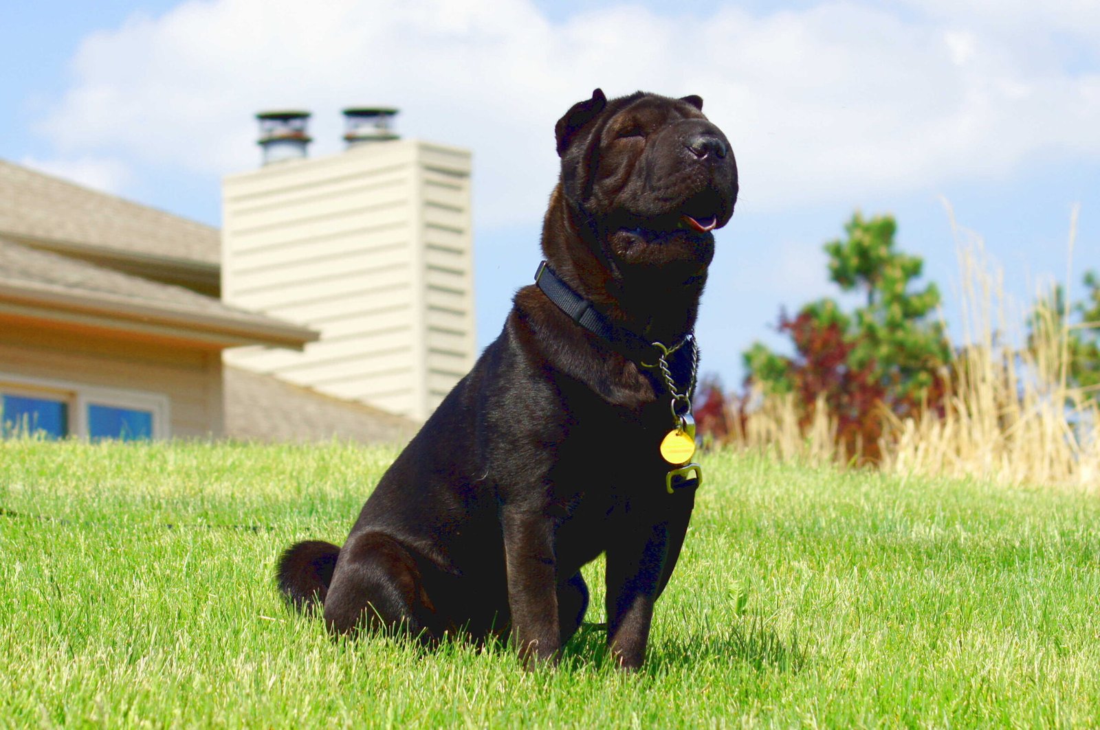 Shar Pei: The Wrinkled Watchdog (image credits: wikimedia)