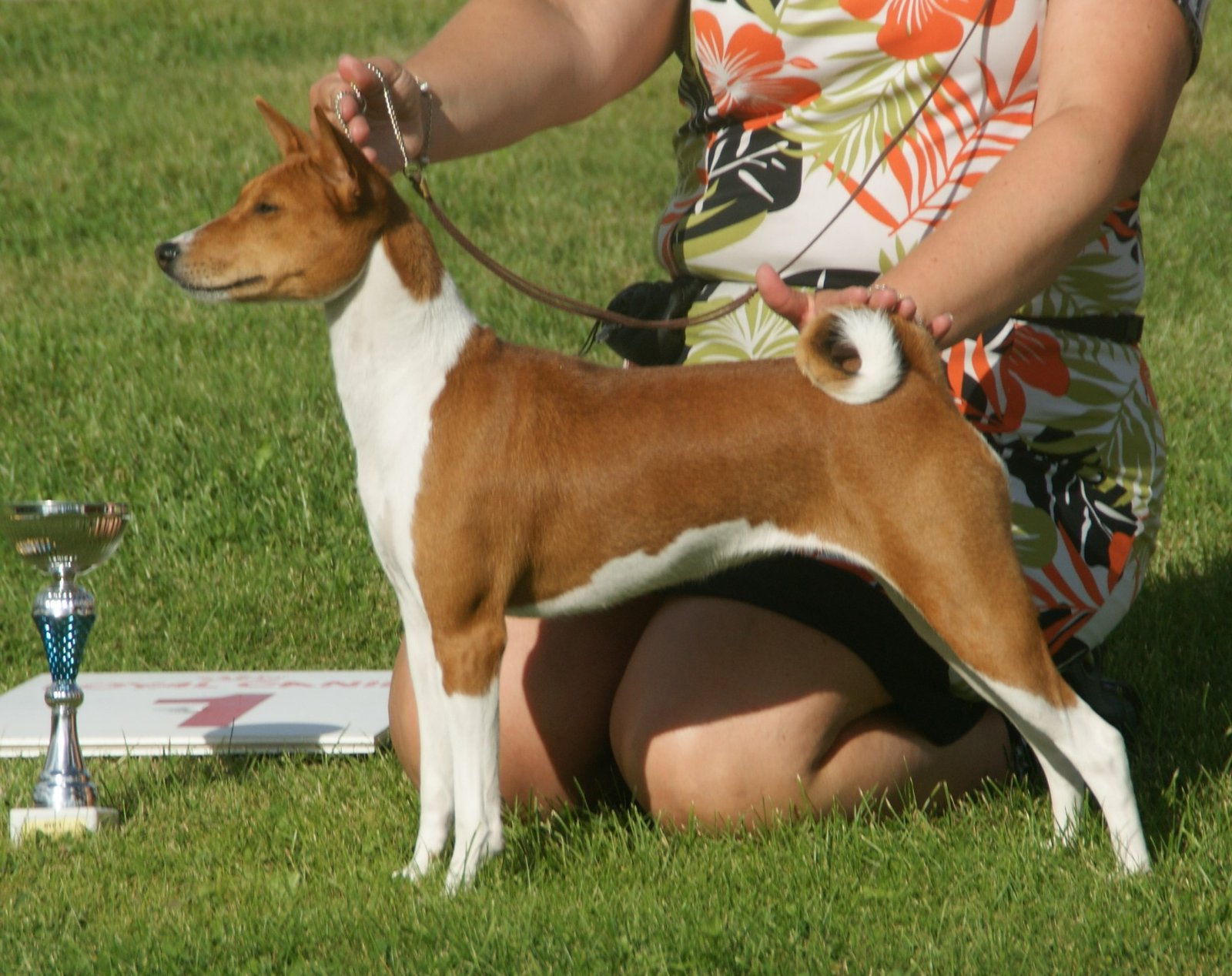 Basenji: The Barkless Adventurer (image credits: wikimedia)