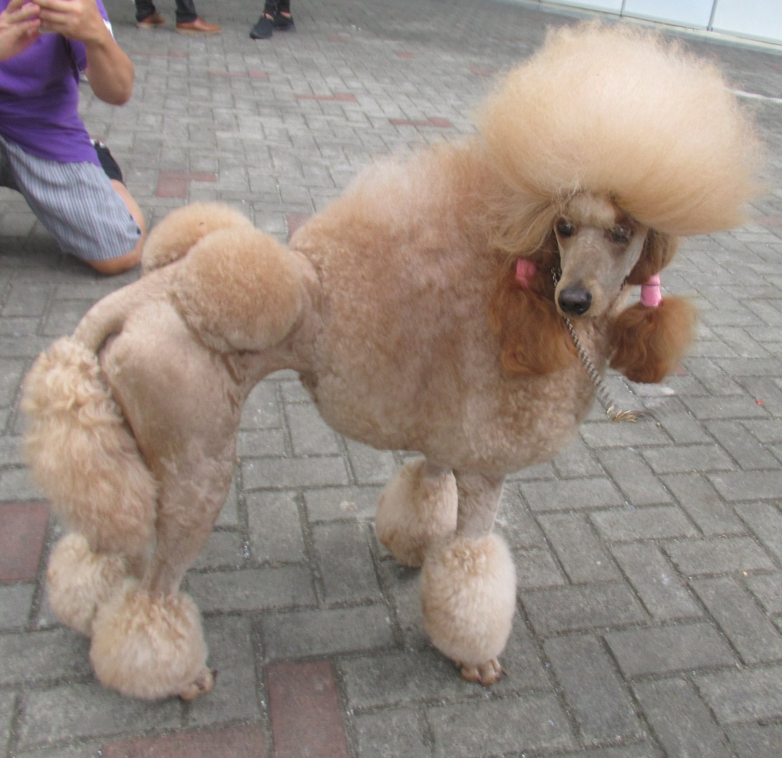 Poodle: The Intelligent Affectionate (image credits: wikimedia)