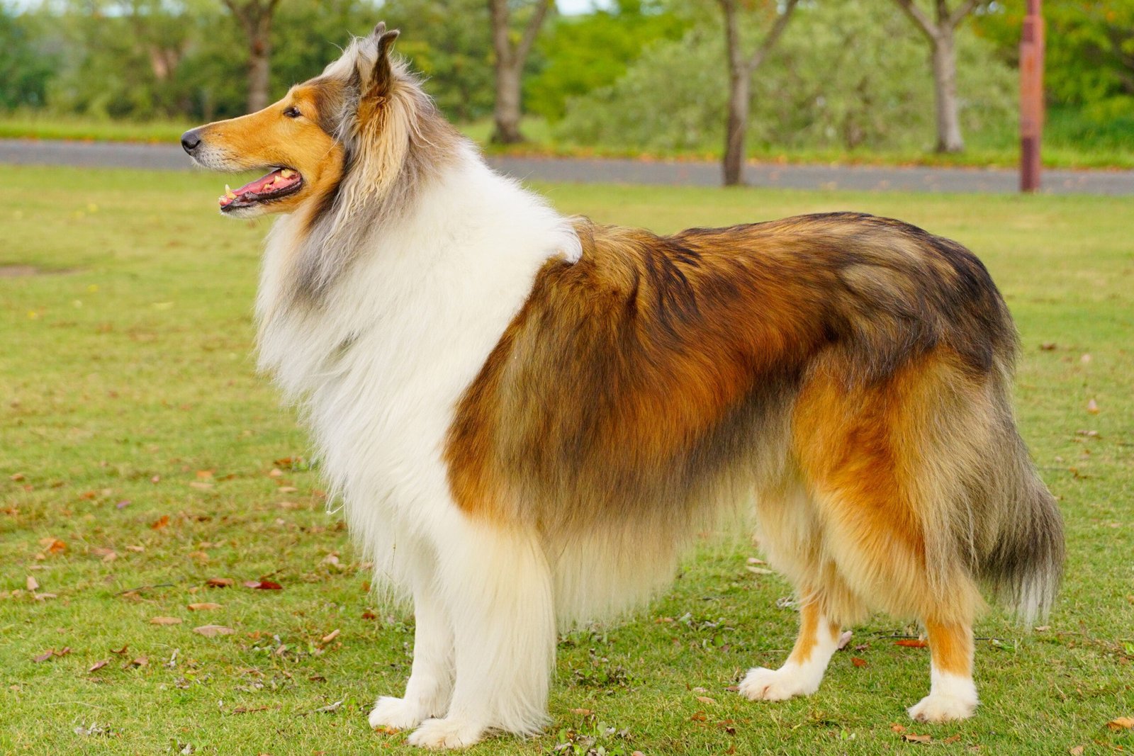 Collie: The Loyal Protector (image credits: wikimedia)