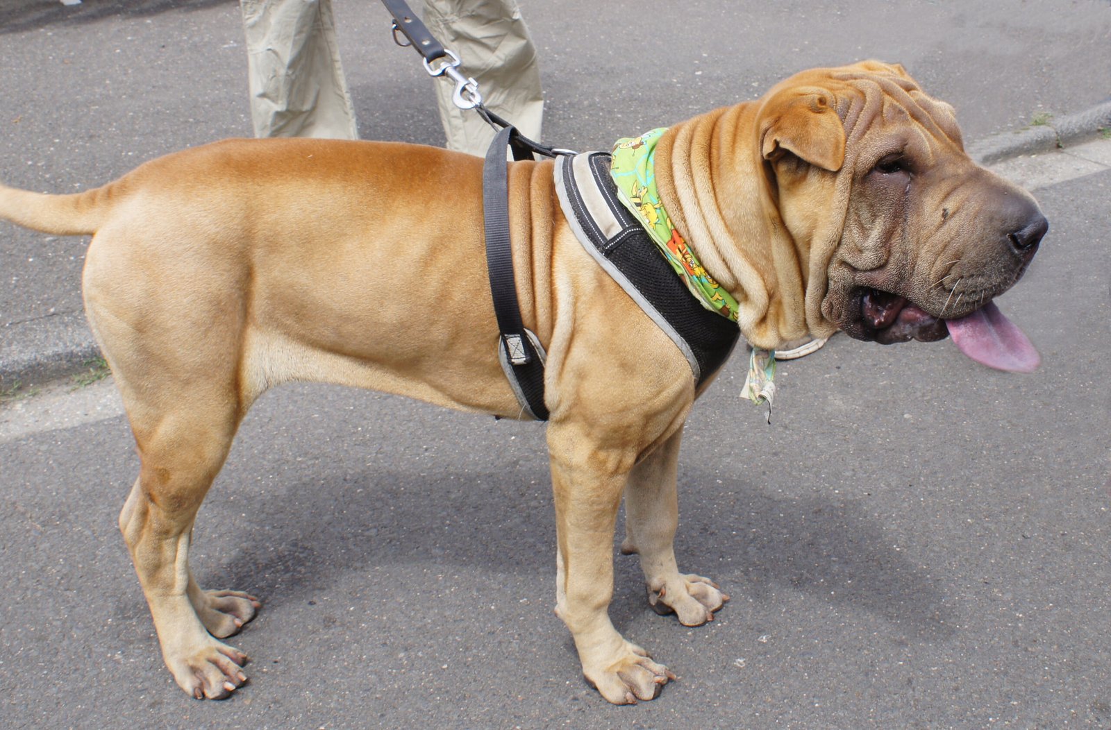 Shar Pei: The Wrinkled Observer (image credits: wikimedia)