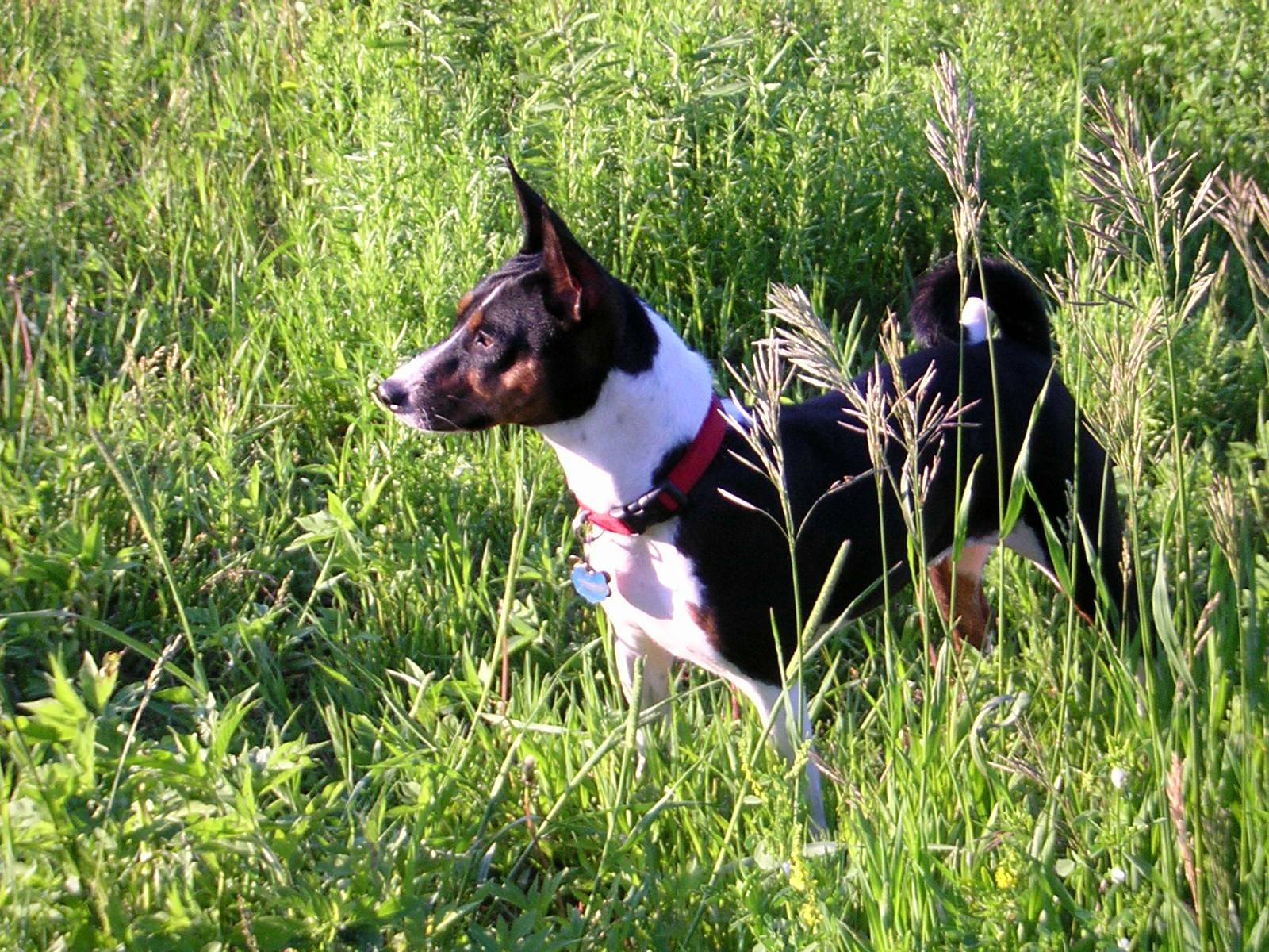 Basenji: The Barkless Wanderer (image credits: wikimedia)