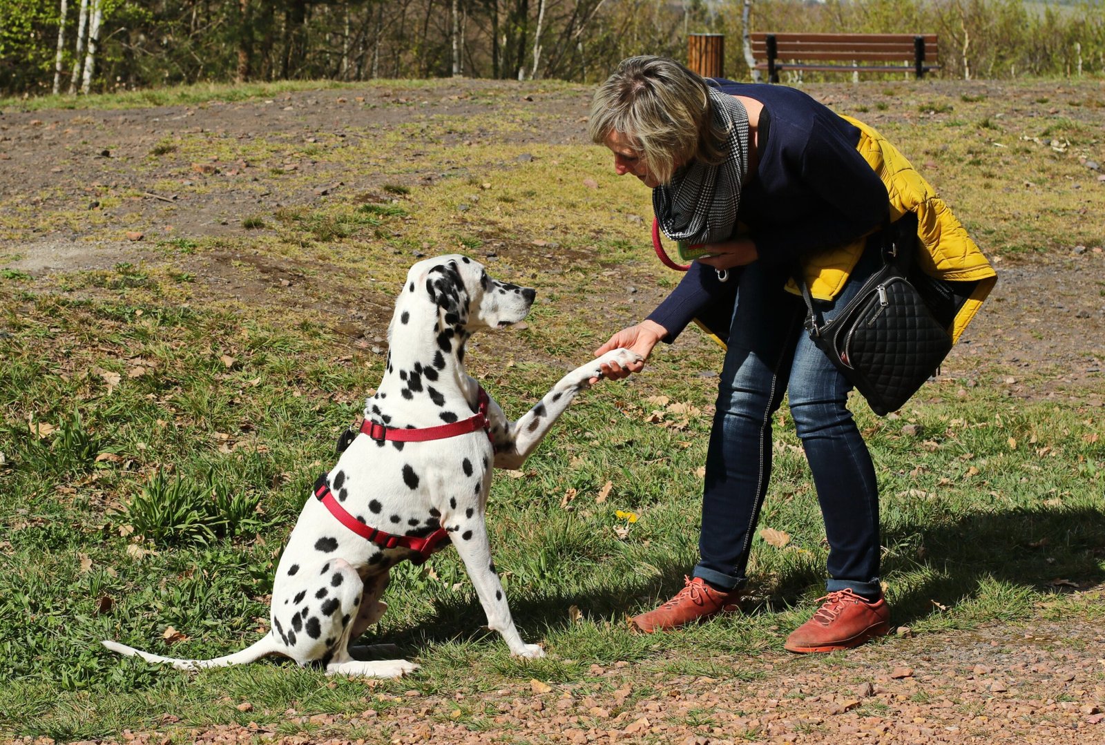 Paw Offering: A Gesture of Trust (image credits: wikimedia)