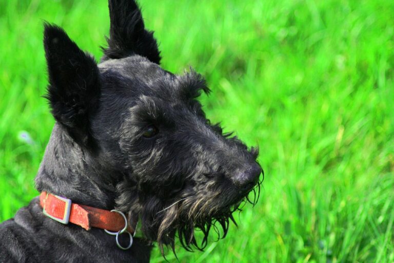 10 Scottish Terrier Quirks That Fit a Stubborn, Loyal Owner
