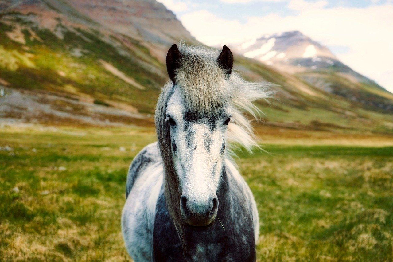 The Natural Instincts of Horses (image credits: pixabay)