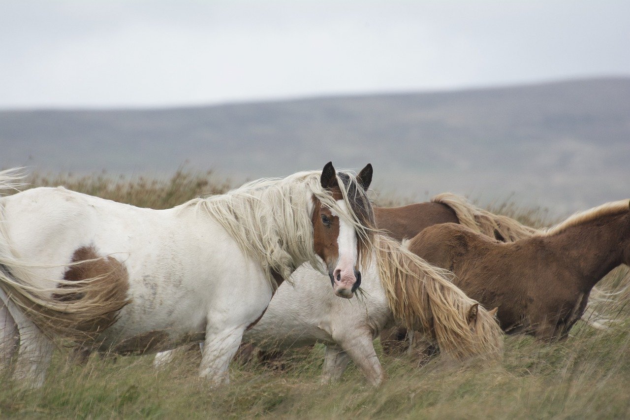 Should Horses Live Free or in Stables: What’s Best for Their Spirit?