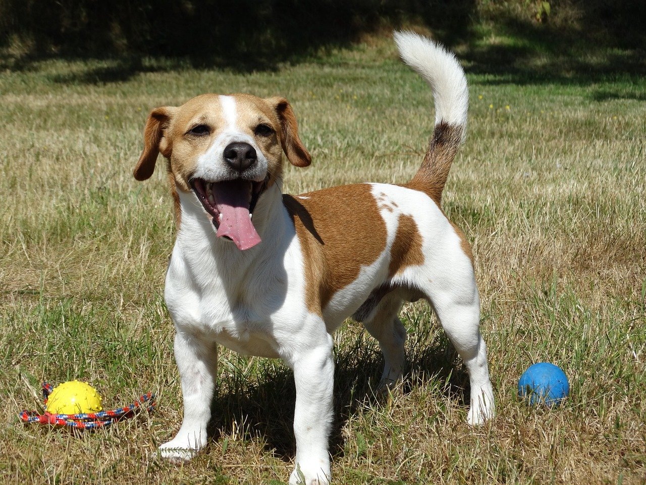 Jack Russell Terriers: Spontaneity Enthusiasts (image credits: pixabay)