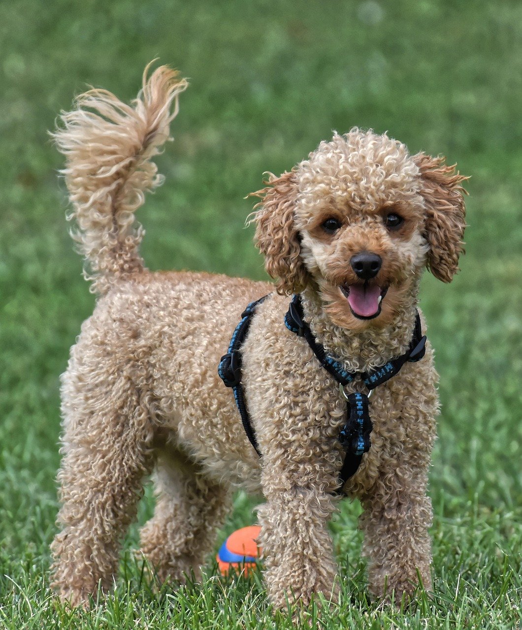 Energetic and Playful (image credits: pixabay)