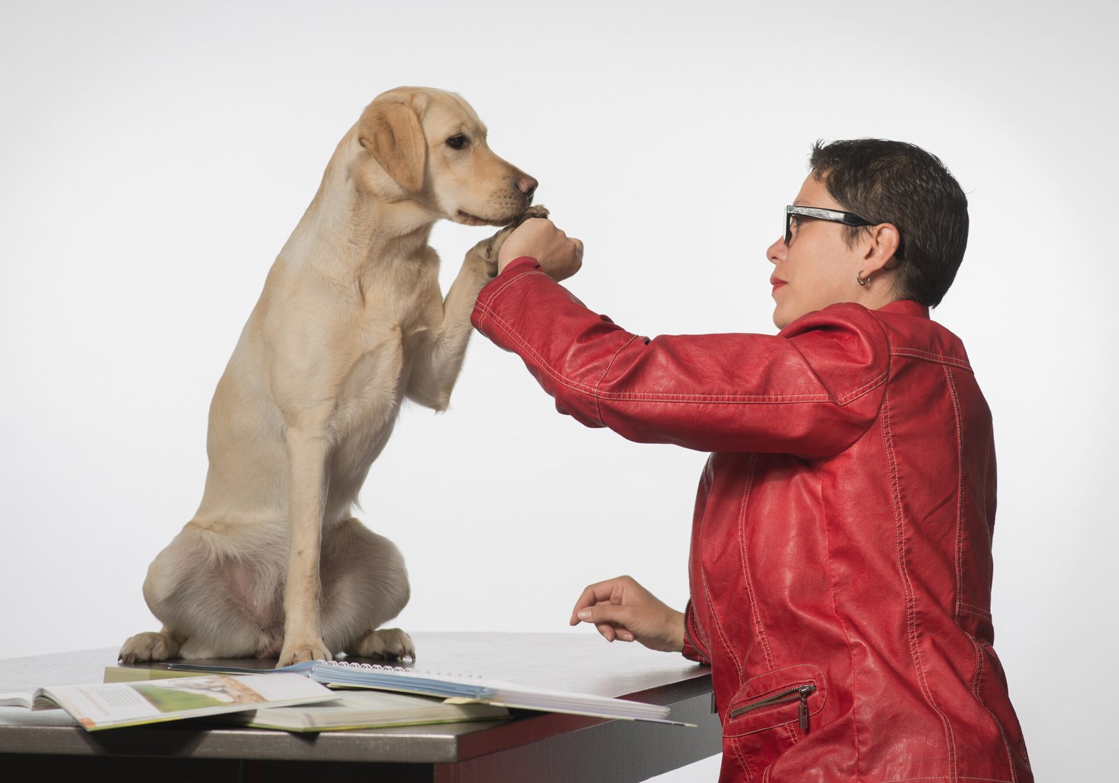 Labrador Retriever: The Ultimate People-Pleaser (image credits: wikimedia)