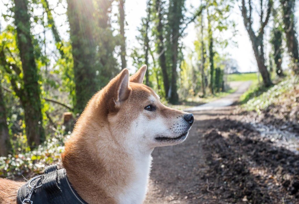 Shiba Inu: The Aloof Companion (image credits: wikimedia)