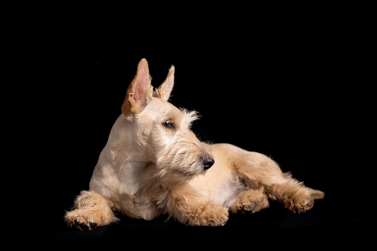Scottish Terrier: The Brave Independent (image credits: pixabay)