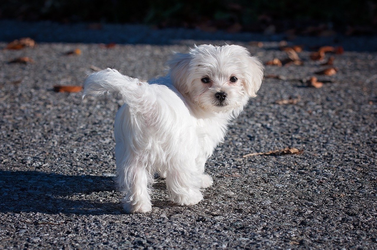 Maltese: The Loving Loner (image credits: pixabay)