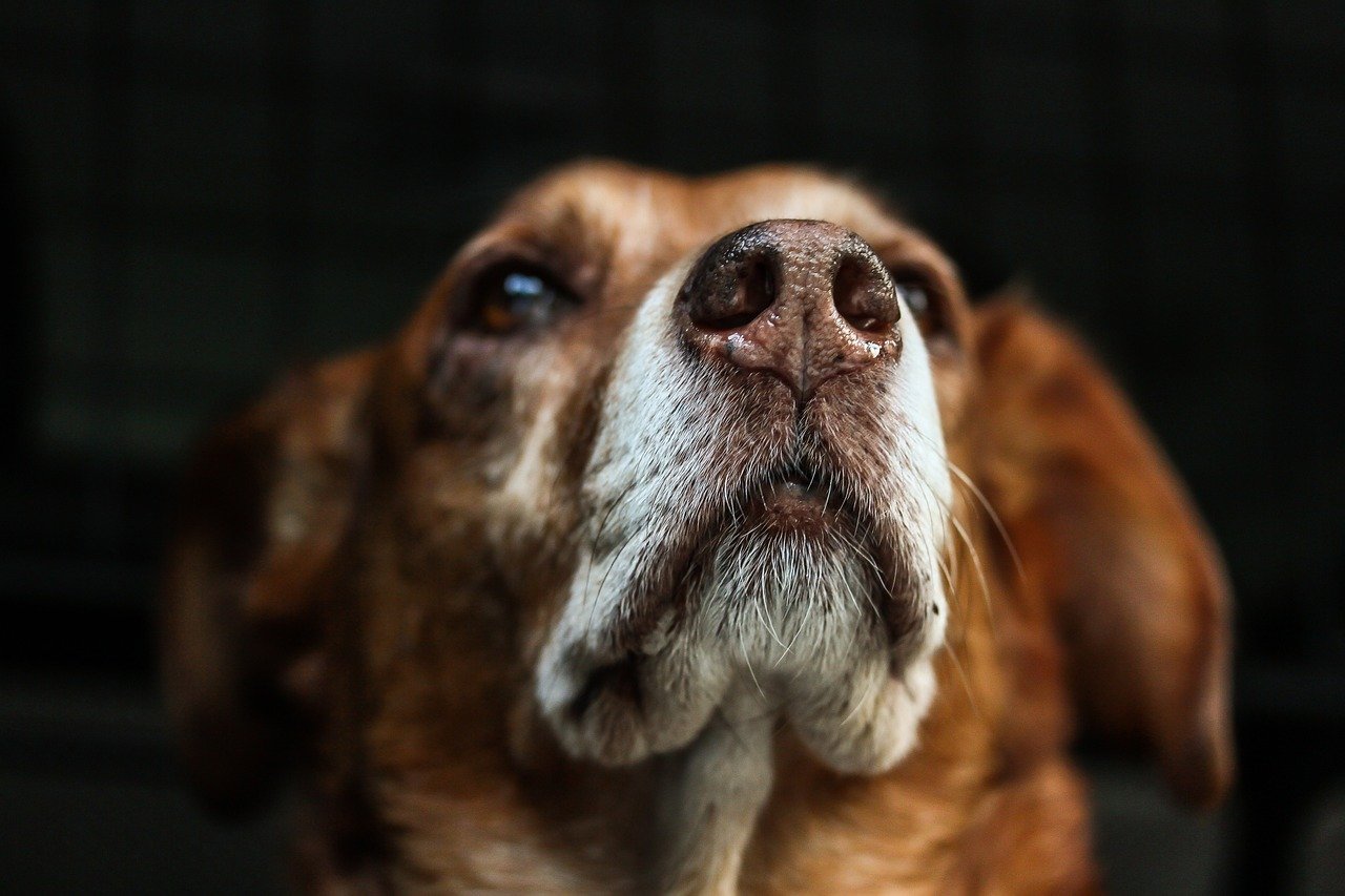 The Nose Nudge (image credits: pixabay)