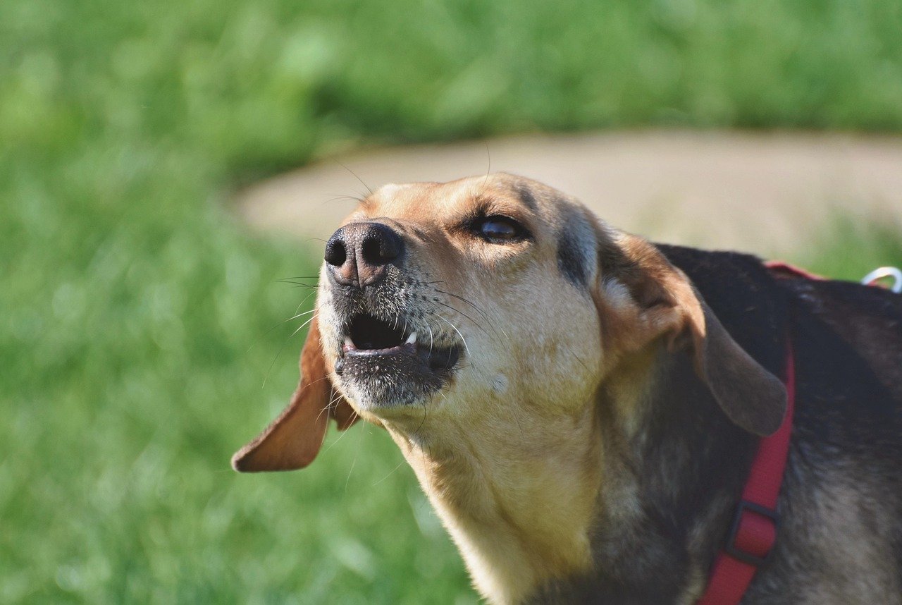 Barking with Purpose (image credits: pixabay)