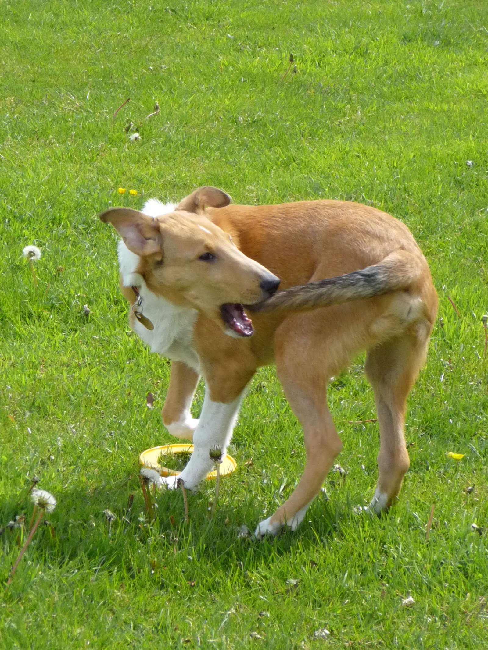 Tail Chasing: The Whirlwind of Fun (image credits: wikimedia)