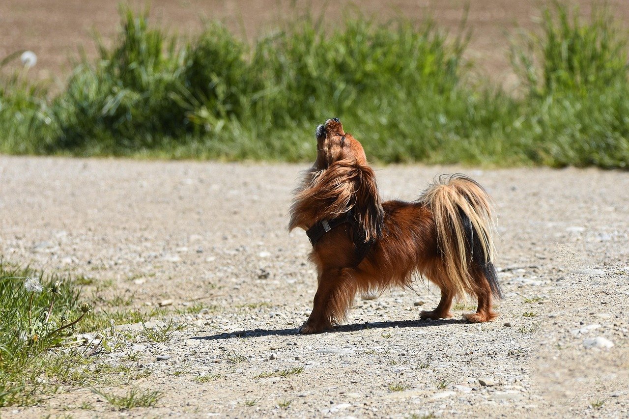 The Signature Howl (image credits: pixabay)