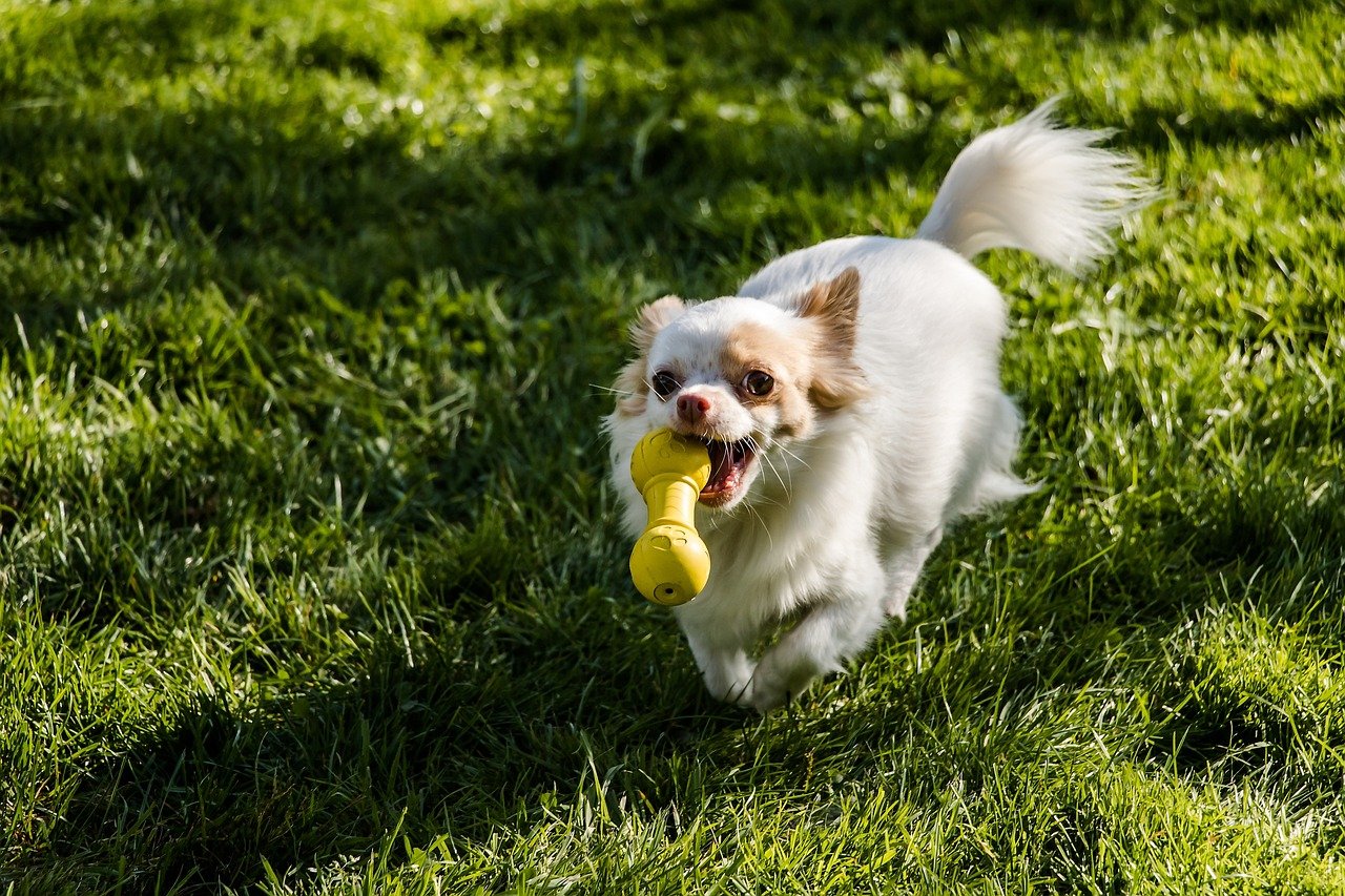 4. Bringing You Their Toys (image credits: pixabay)