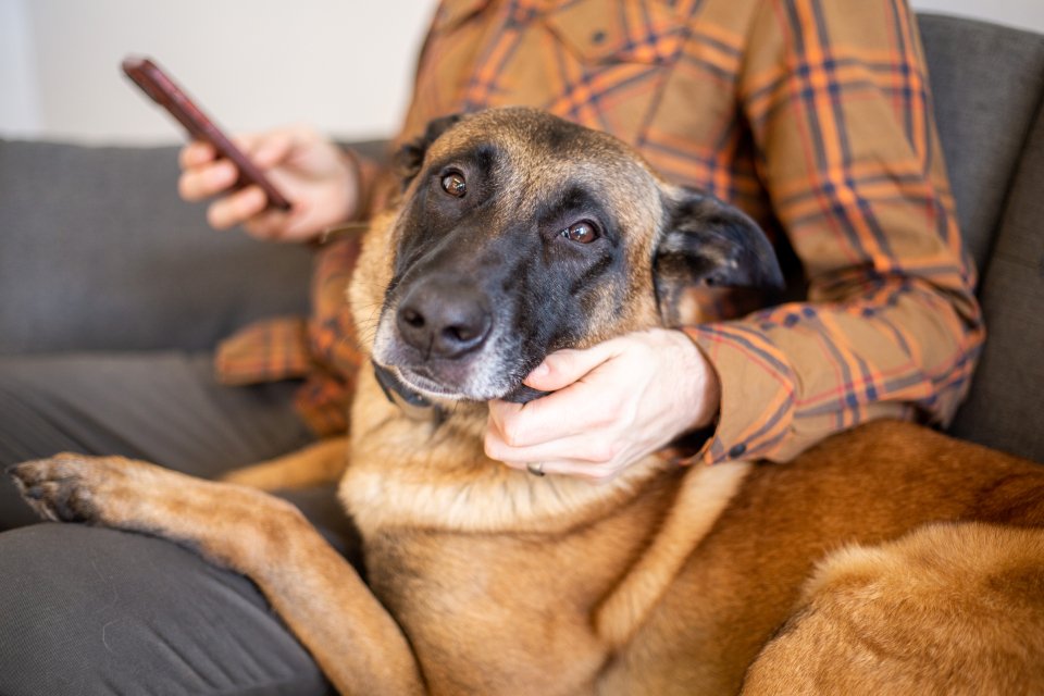 10. Resting Their Head on You (image credits: stocksnap)