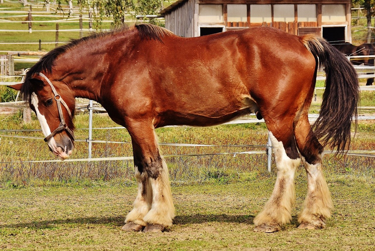 Shire Horses: The Gentle Giants (image credits: pixabay)