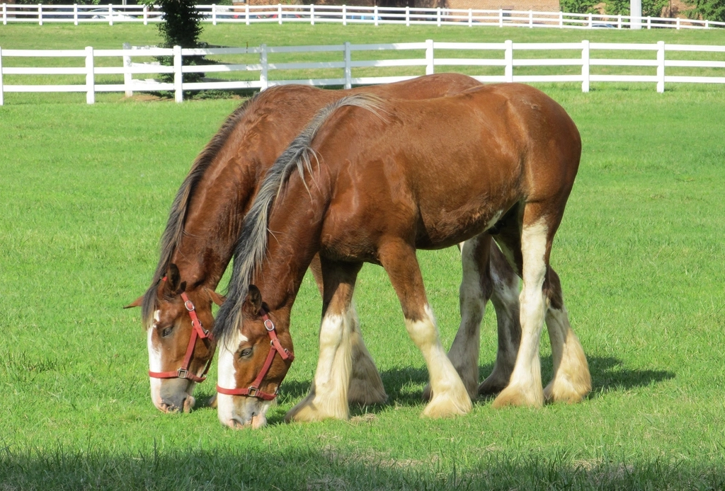 Clydesdale: More Than Just a Beer Mascot (image credits: rawpixel)