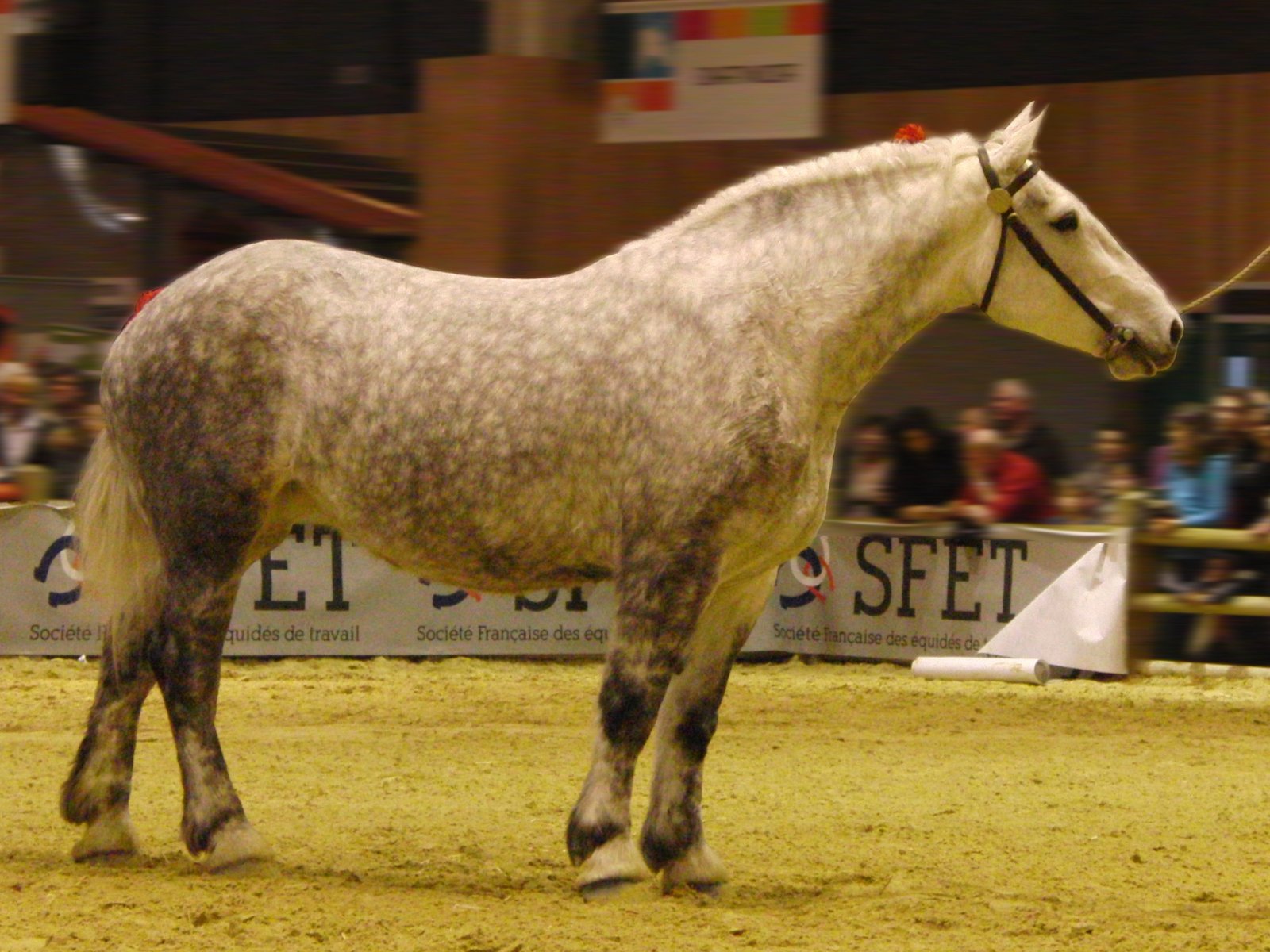 Percheron: The Powerhouse Performer (image credits: wikimedia)