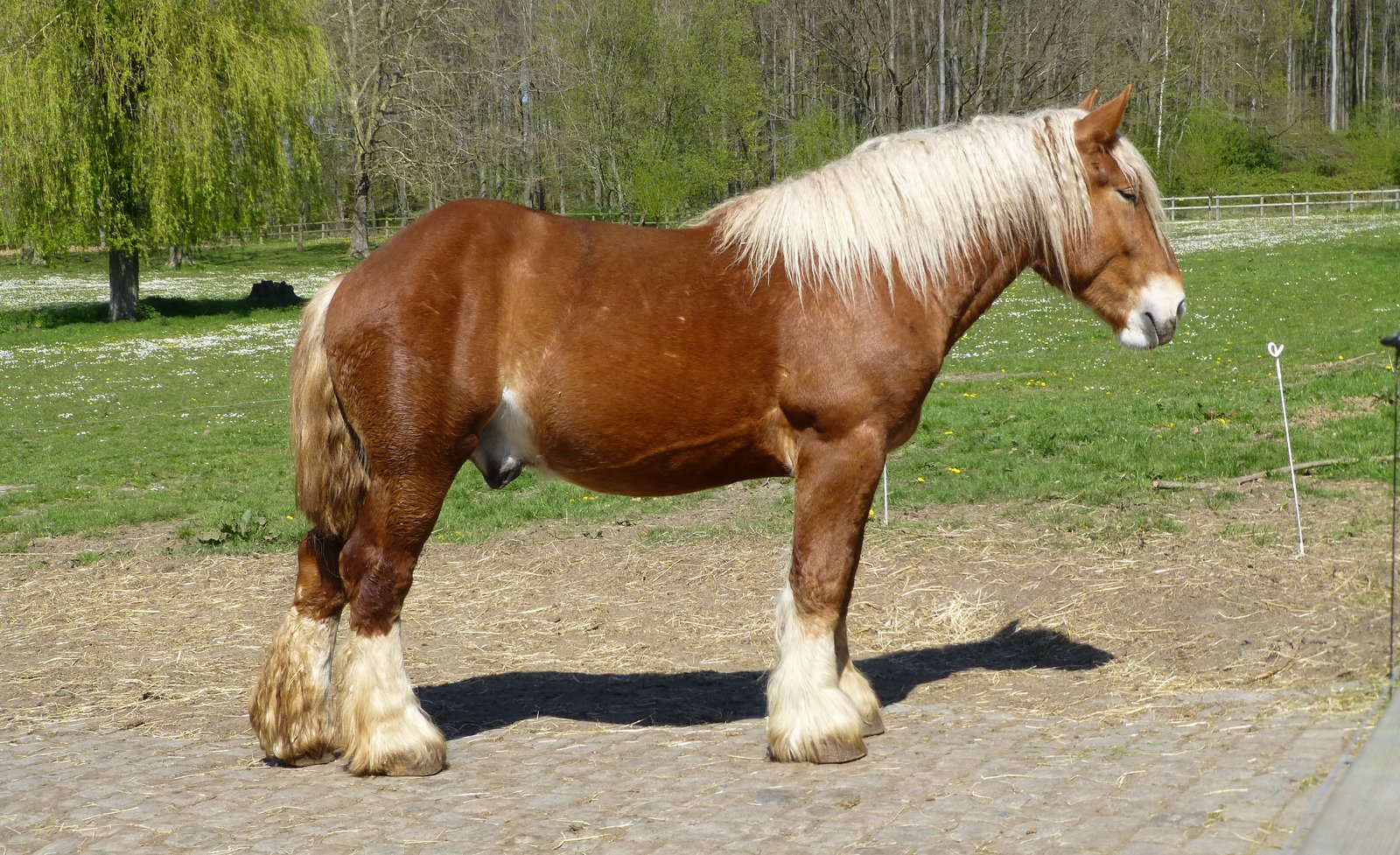 Belgian Draft: The Quintessential Workhorse (image credits: wikimedia)