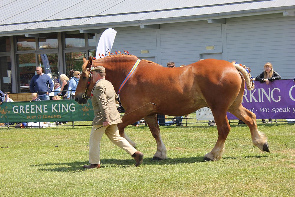Suffolk Punch: The Compact Giant (image credits: wikimedia)