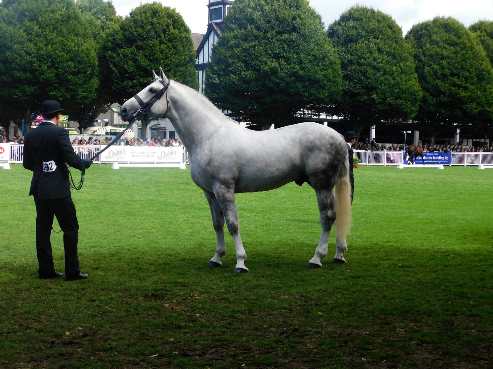 Irish Draught: The Versatile Performer (image credits: wikimedia)