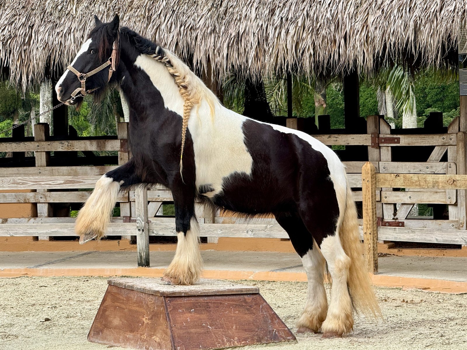 Gypsy Vanner: The Enigmatic Traveler (image credits: wikimedia)