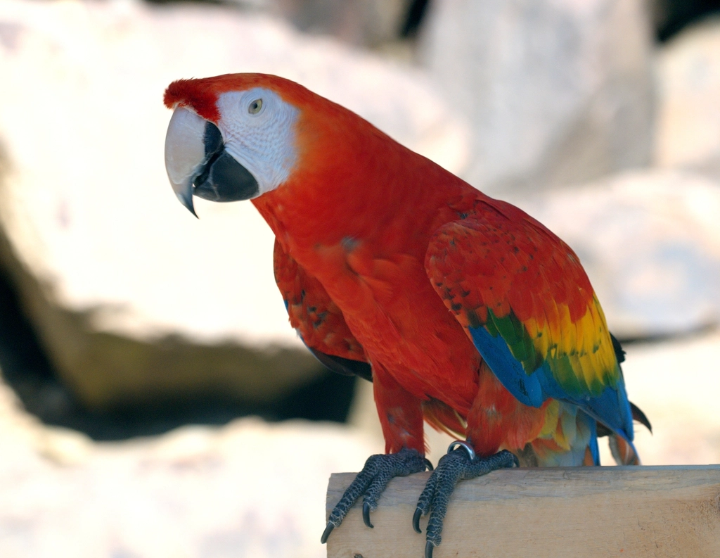 Scarlet Macaw: The Jungle Jewel (image credits: rawpixel)