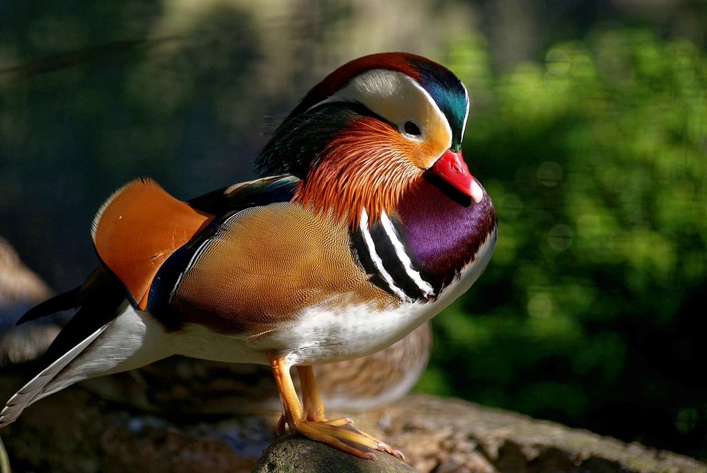 Mandarin Duck: A Splash of Color (image credits: rawpixel)