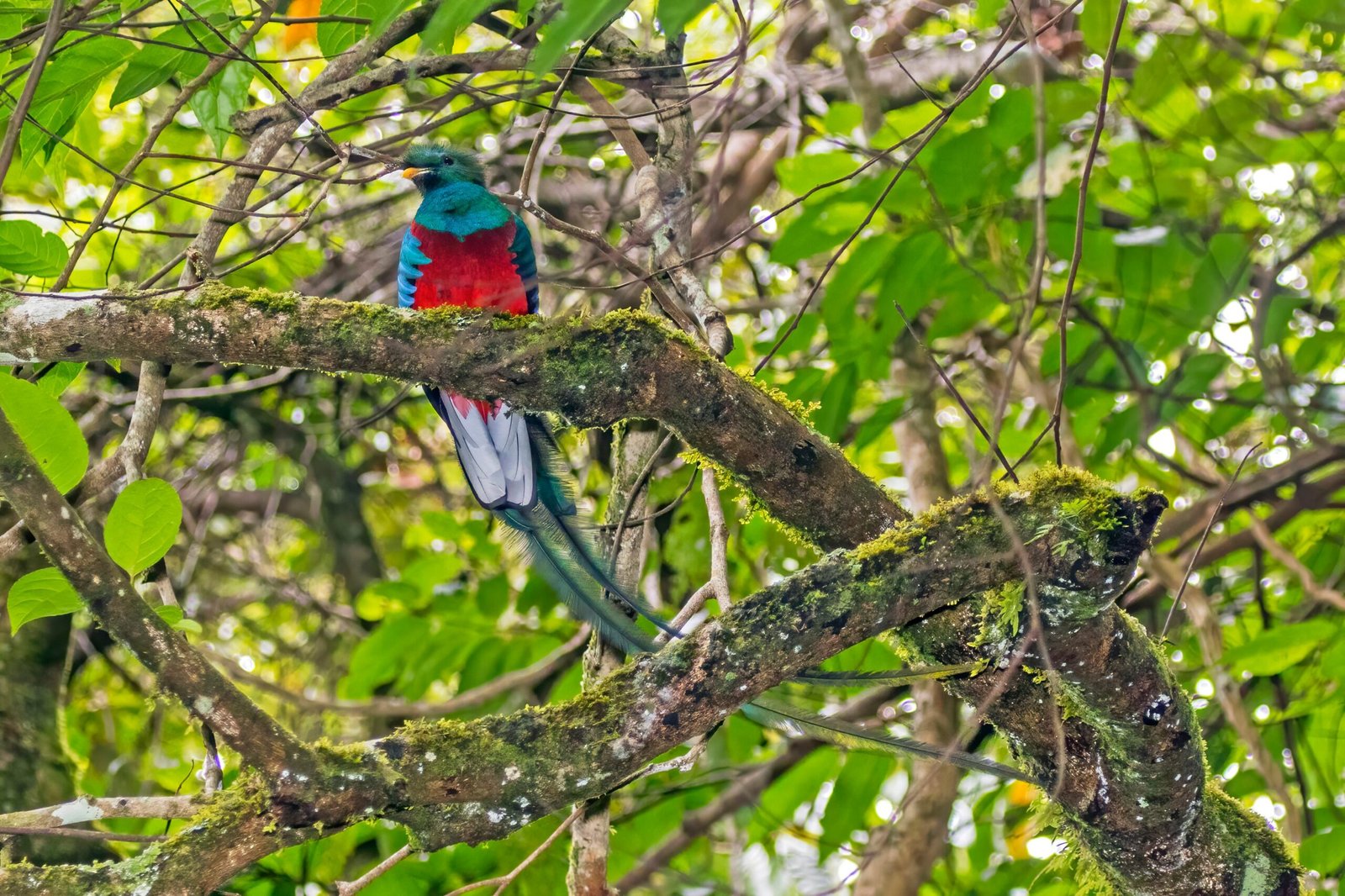 Resplendent Quetzal: The Emerald Gem (image credits: wikimedia)