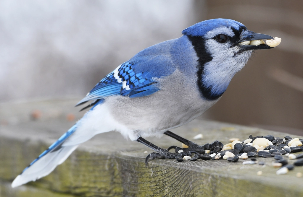 Blue Jay: The Vocal Beauty (image credits: rawpixel)