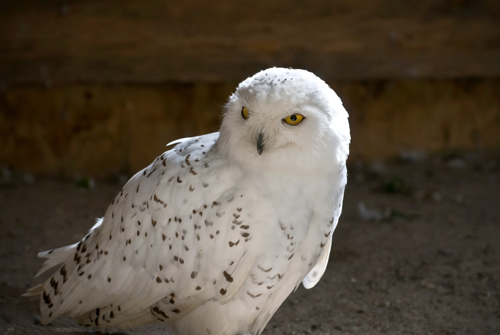 Snowy Owl: The Arctic Majesty (image credits: rawpixel)