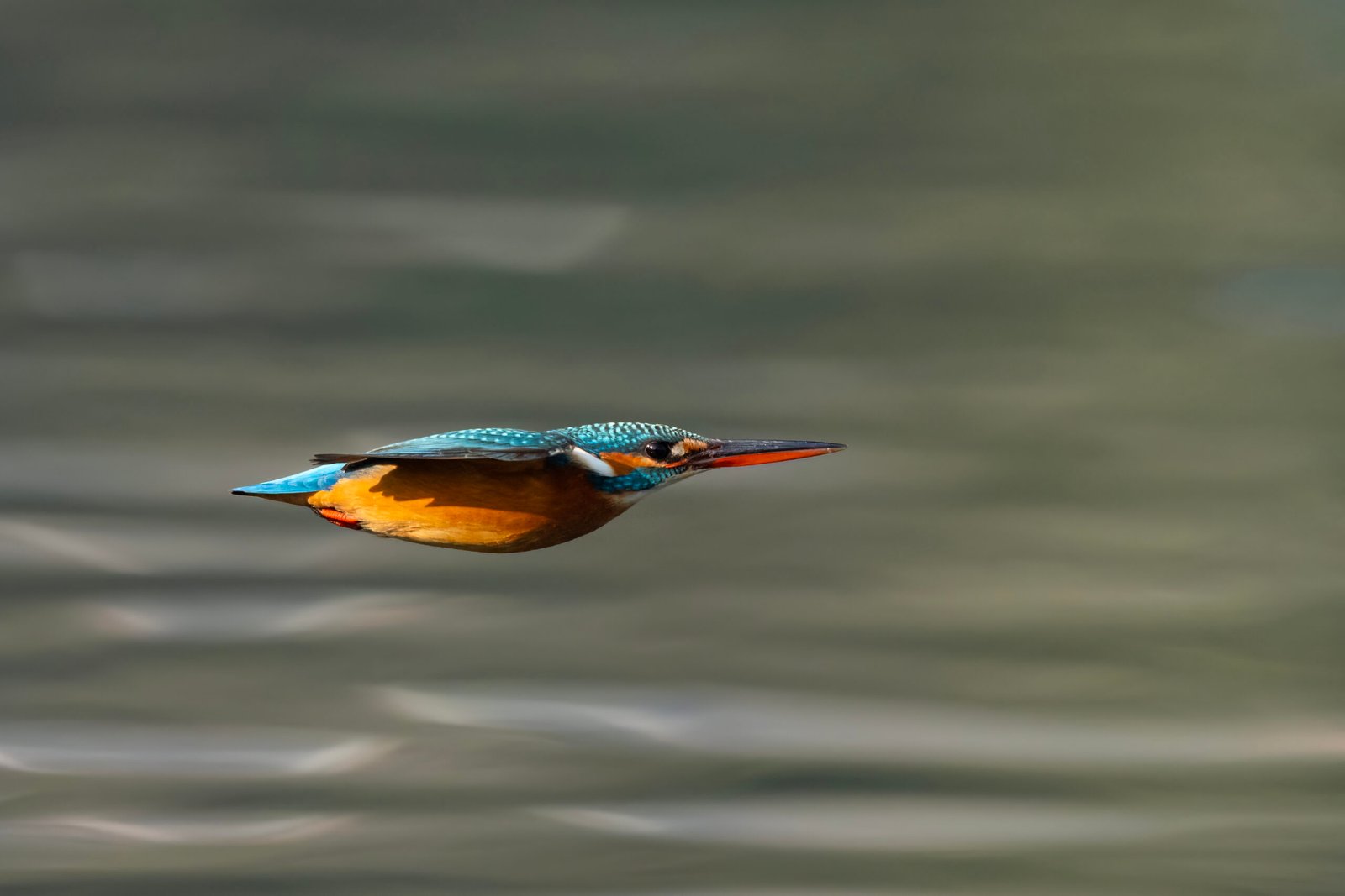 Kingfisher: The Flashy Diver (image credits: wikimedia)