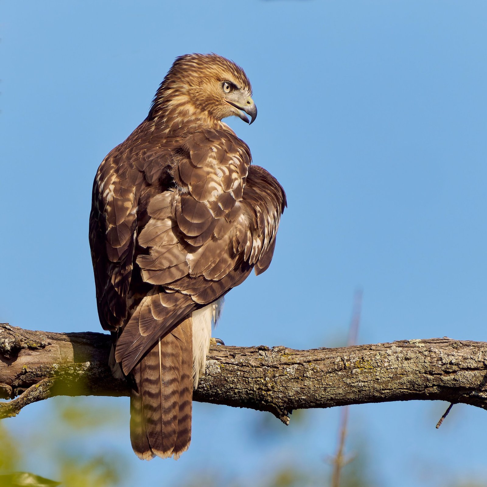 Red-tailed Hawk: The Sky's Hunter (image credits: wikimedia)