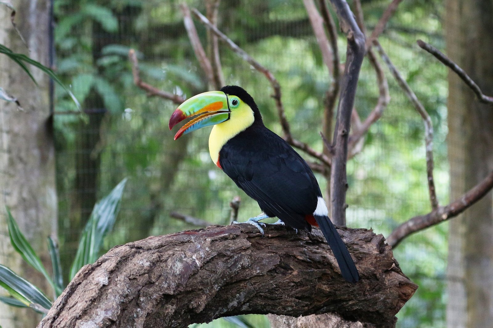 Keel-billed Toucan: The Colorful Icon (image credits: wikimedia)