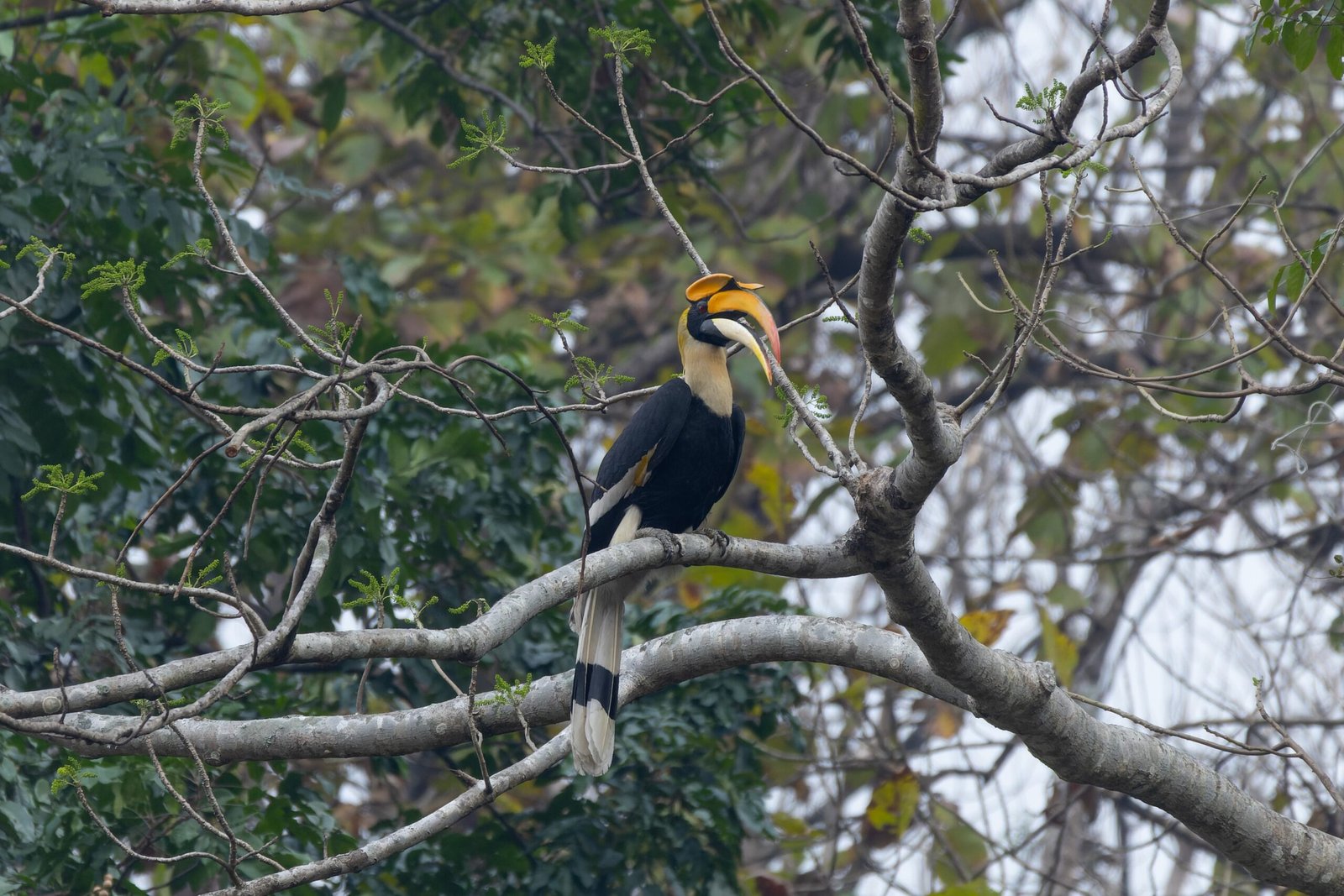 Great Hornbill: The Jungle's Trumpeter (image credits: wikimedia)
